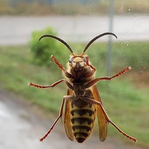 Meet your Posher, Sue hansen